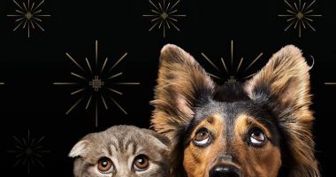 Stire din Actualitate : Un alt oraș din România renunță la artificiile de Revelion pentru a proteja animalele