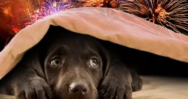 Stire din Social : Petardele pot ucide animalele de Revelion. Avertismentul specialiștilor și ce pot face stăpânii ca să le protejeze