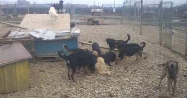 Stire din Diverse : VIDEO TERIFIANT. De foame, câinii au ajuns să se mănânce între ei