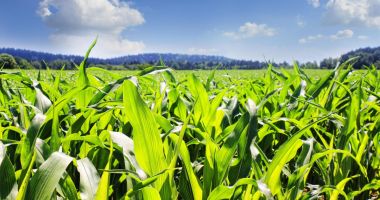 Stire din Economie : Asociaţia Producătorilor Agricoli Dobrogeni a semnat o colaborare cu Asociaţia Producătorilor de Porumb din România