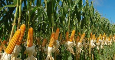 Stire din Economie : Asociația Producătorilor de Porumb cere autorizarea tratamentului semințelor cu insecticide