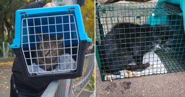 Stire din Actualitate : Animale rămase captive în blocul care a explodat. Autoritățile se chinuie să salveze o pisică de la etajul opt