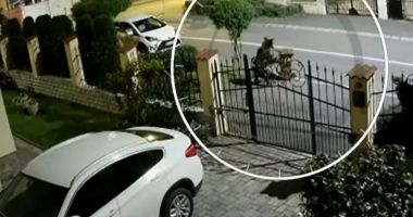 Șeful Salvamont din Predeal atacat de urs pe stradă