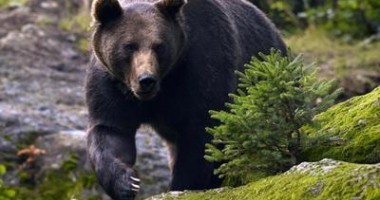 Ursul a atacat din nou la Moroieni