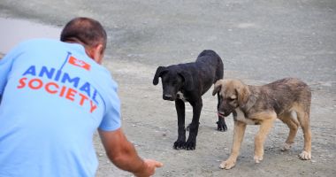 Stire din Social : Ateliere online gratuite pentru cei care își doresc un animal de companie