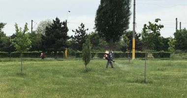 Primăria Constanța a început acțiunile de dezinsecție - 2