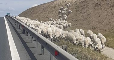 Atenție, șoferi! Au revenit turmele de oi pe lângă Autostrada A2
