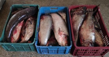 Stire din Eveniment : Au dat "lovitura" cu 60 kg de pește braconat