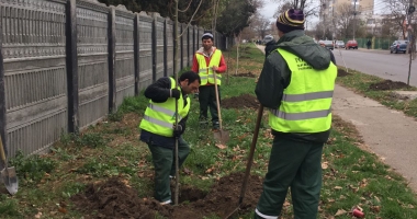 Stire din Social : Au început plantările de iarnă, în Constanța