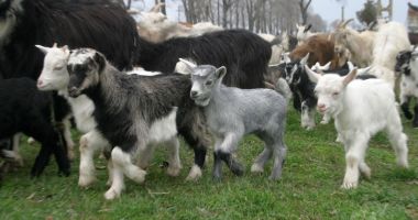 Au început plăţile pentru crescătorii de animale