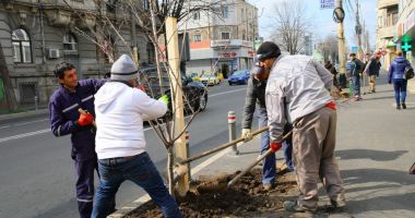 Stire din Eveniment : Au început plantările de primăvară!