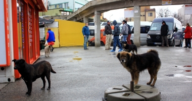 400 de câini pe lună, norma hingherilor la Constanța. Maidanezii vor avea site de promovare - 3