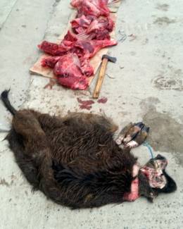 Stire din Eveniment : Au vânat  și tranșat ilegal un porc mistreț