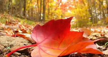 Stire din Social : Toamnă cu temperaturi record! Când revin ploile, furtunile și gradele puține