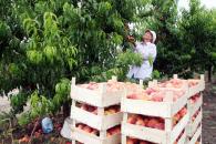 Stire din Economie : Producția de fructe este mai mică cu 40%, din cauza înghețurilor târzii din primăvară