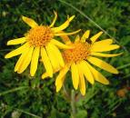 Arnica, medicamentul rănilor