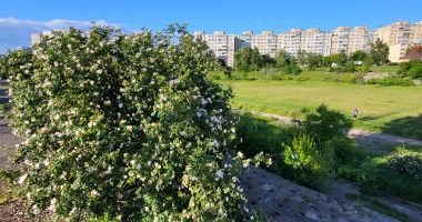 Uzina Flora şi Mini Zoo în loc de sport de performanţă! Dezastrul din Complexul "Badea Cârţan" - 4