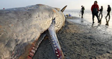 Stire din Actualitate : Balenă de 18 metri lungime,  eșuată pe o plajă din New York