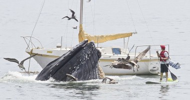 Ce caută o balenă într-un port din California / Galerie foto - 2