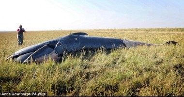 Inedit: Balenă eșuată pe un câmp în estul Angliei - FOTO - 2