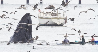 Ce caută o balenă într-un port din California / Galerie foto - 3
