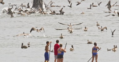 Ce caută o balenă într-un port din California / Galerie foto - 4