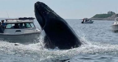 Stire din Actualitate : Un mort şi un rănit în largul coastelor din estul Australiei, după ce barca celor doi a fost lovită de o balenă