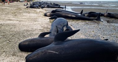 Stire din Actualitate : Circa 30 de balene-pilot au murit după ce au eşuat pe o plajă din Noua Zeelandă