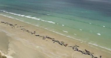Stire din Actualitate : Aproape 150 de balene au eșuat pe o plajă din Noua Zeelandă. Jumătate dintre ele, eutanasiate