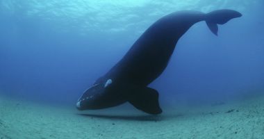 Stire din Actualitate : Mai multe balene australe au murit în Argentina din cauza unei microalge