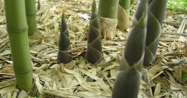 Mugurii de bambus au capacitatea de a preveni problemele digestive
