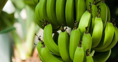 Stire din Sănătate : Bananele verzi, indicate în tratarea ulcerului și gastritei