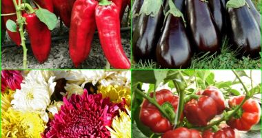 Stire din Economie : A fost înființată Banca de Resurse Genetice Vegetale
