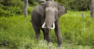 Stire din Actual : Un tribunal din Bangladesh interzice capturarea elefanţilor sălbatici