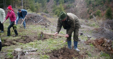 Stire din Social : Stop tăierilor ilegale! Bani de la stat pentru paza pădurilor private