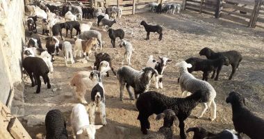 Stire din Economie : Bani pentru fermierii afectaţi de pandemie