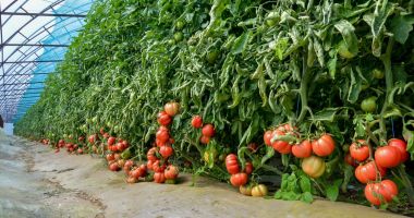 Stire din Economie : Bani mai mulți pentru producția de legume în spații protejate