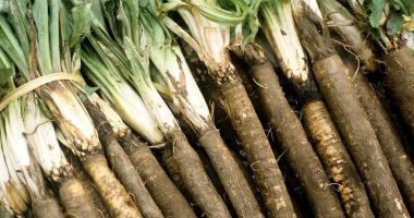 Stire din Sănătate : Barba caprei îmbunătățeşte microbiota intestinală și ajută la prevenirea obezității