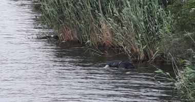 Stire din Eveniment : Bărbat găsit mort în Canalul Dunăre-Marea Neagră. Poliţiştii au demarat o anchetă