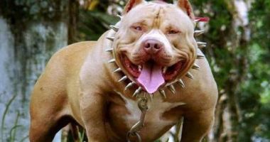 Stire din Actualitate : O bătrână de 73 de ani a fost ucisă de câinii unui vecin. Animalele erau drogate cu cocaină