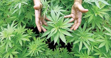 Stire din Eveniment : Cultură de canabis, descoperită la marginea unei păduri