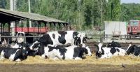 Stire din Economie : România a exportat de 11 ori mai puțină carne de vită decât a importat