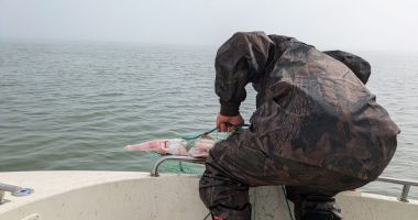 Două tone de șprot și cinci sturioni, descoperite de polițiști braconate din Marea Neagră - 2