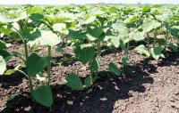 Producția de floarea-soarelui a scăzut cu 25% în 2009
