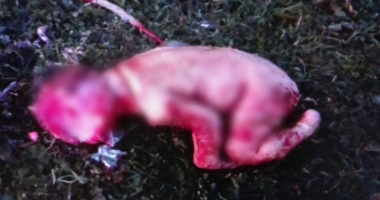 ATENȚIE, IMAGINI ȘOCANTE! NOU NĂSCUT MÂNCAT DE CÂINE, GĂSIT ÎNTR-UN PARC DIN CONSTANȚA - 1