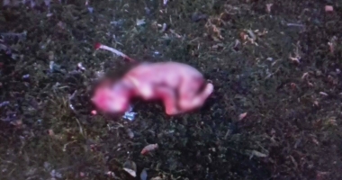 ATENȚIE, IMAGINI ȘOCANTE! NOU NĂSCUT MÂNCAT DE CÂINE, GĂSIT ÎNTR-UN PARC DIN CONSTANȚA - 2