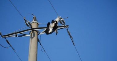 Berze și cucuvele "ucise" de liniile de înaltă tensiune - 3