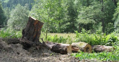 Stire din Eveniment : Amenzi de 90.000 de lei date de polițiști pentru tăierea ilegală sau furtul de arbori