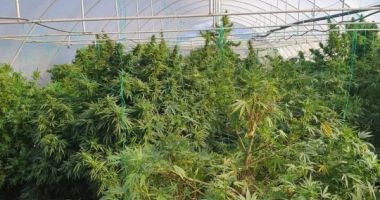 Cultură de cannabis outdoor, descoperită de polițiști
