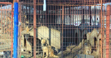 Câinii comunitari au reapărut prin cartiere.  Primarul Constanței promite un nou adăpost modern - 2